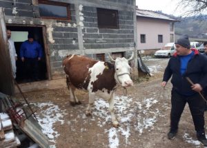 VIDEO: Uručena krava za četveročlanu porodicu iz Donjeg Vakufa