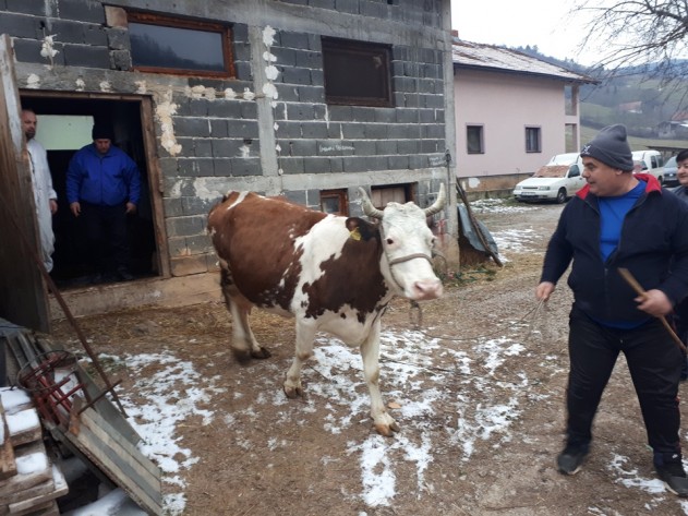 You are currently viewing VIDEO: Uručena krava za četveročlanu porodicu iz Donjeg Vakufa