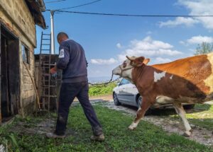 VIDEO: Donacijom BIS ˝Hilal˝ iz Engleske uručena krava porodici Karamustafić u S. Mostu