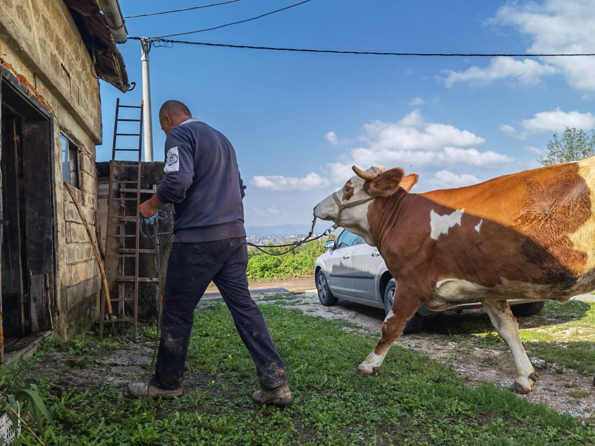 Read more about the article VIDEO: Donacijom BIS ˝Hilal˝ iz Engleske uručena krava porodici Karamustafić u S. Mostu